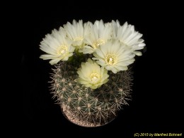 Gymnocalycium hyptiacanthum 423